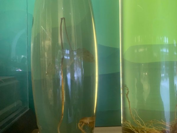 Bán Sâm Ngọc Linh