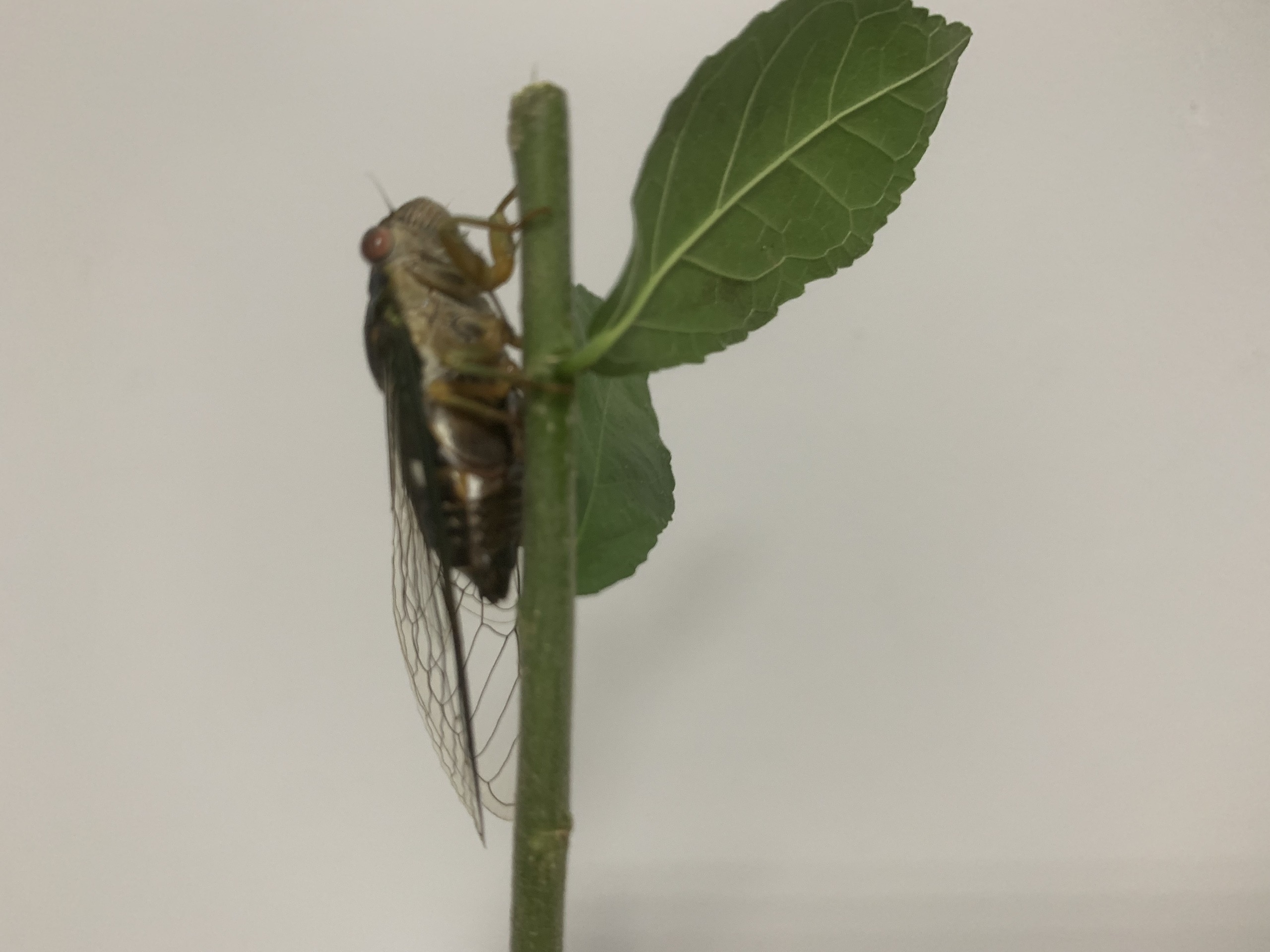 Bán đất nền Cà Mau